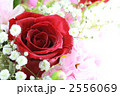 バラ バラ 2556069