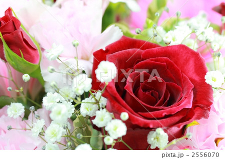 バラ バラ 2556070