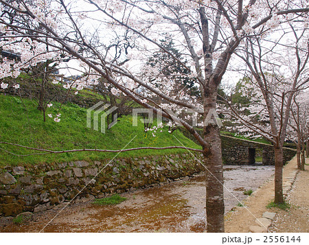 秋月の桜 秋月の桜 2556144
