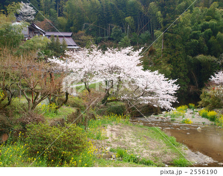 秋月の桜 秋月の桜 2556190