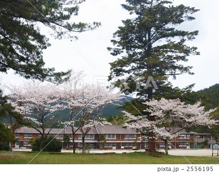 秋月の桜 秋月の桜 2556195