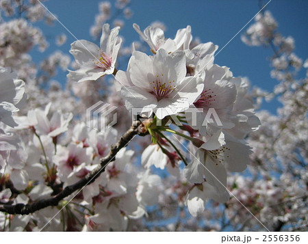 桜アップ 桜アップ 2556356