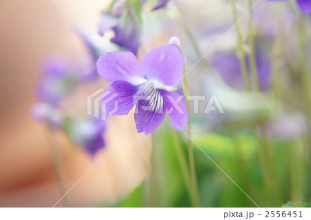 スミレの花 2556451