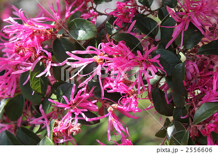 紅花常盤万作（横） 2556606