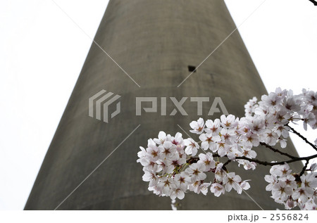 針尾無線塔と桜 針尾無線塔と桜 2556824