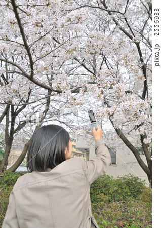 桜を撮影する女性 桜を撮影する女性 2556933