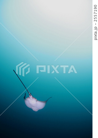 トビエイ 2557190