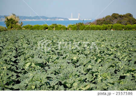 キャベツ畑 2557586