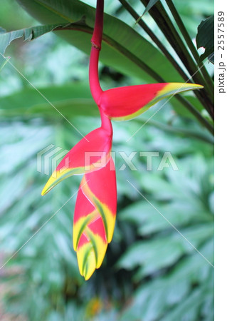 ヘリコニア ヘリコニア 2557589