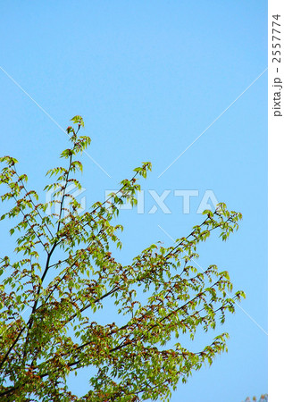 欅の芽吹きと青空 欅の芽吹きと青空 2557774