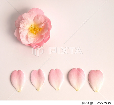白バックにピンクの椿の花びら ハート形のツバキの花と花びらの写真素材 白バックにピンクの椿の花びら ハート形のツバキの花と花びらの写真素材