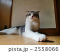 コモモ日和 2558066