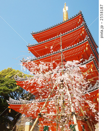 東長寺の桜 2558187