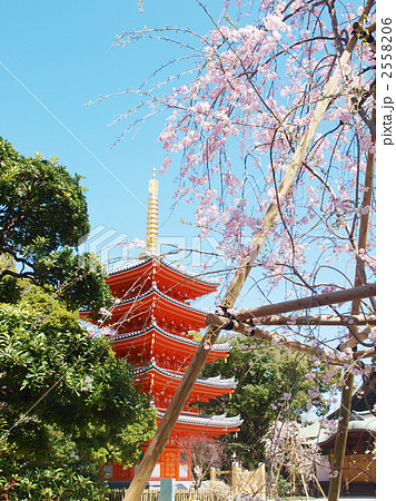 東長寺の桜 2558206