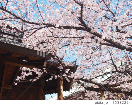 東長寺の桜 2558225