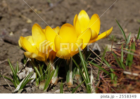 濃い黄色ののクロッカス 2558349