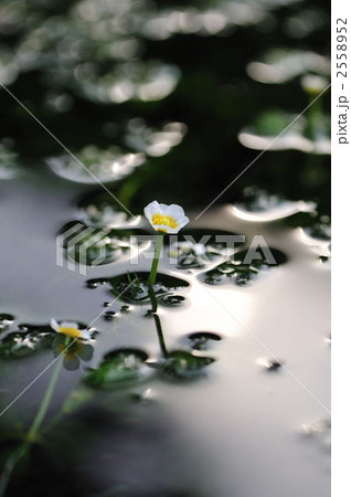 ミシマバイカモ 2558952