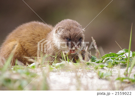 捕食シーン 蟹を食べるイタチ の写真素材