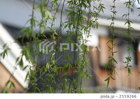 しだれ柳 2559266