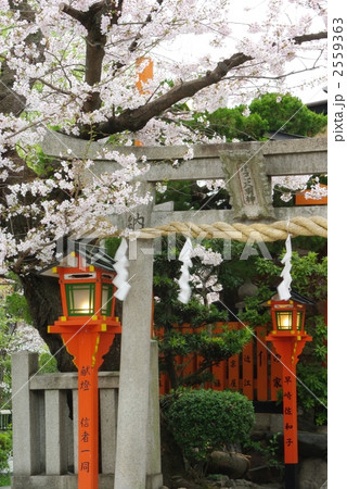 桜の辰巳大明神 2559363