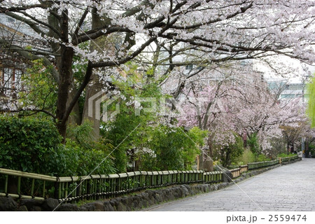 春色の祇園白川 2559474