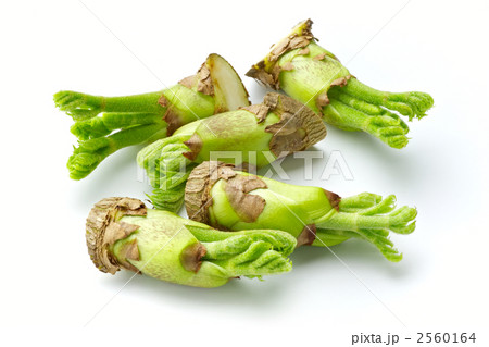 たらの芽 2560164