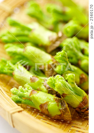 たらの芽 2560170