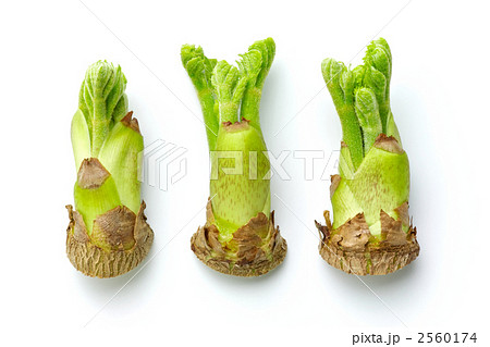 たらの芽 2560174