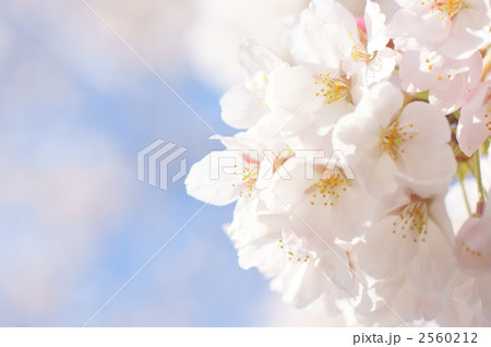 桜の花 2560212