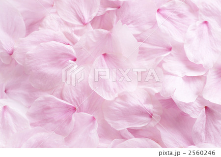 桜の花びら 2560246