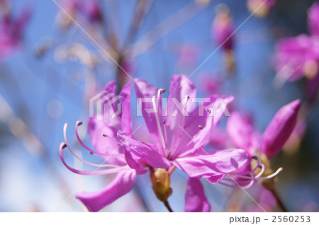 コバノミツバツツジ 2560253