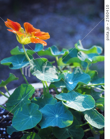 ナスタチウム ナスタチウム 2560410