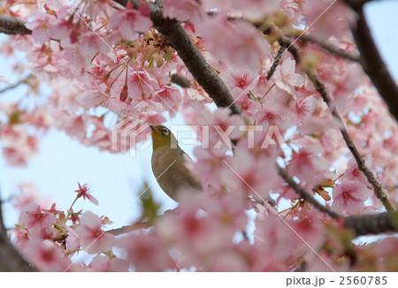 メジロと河津桜の写真素材 [2560785] - PIXTA