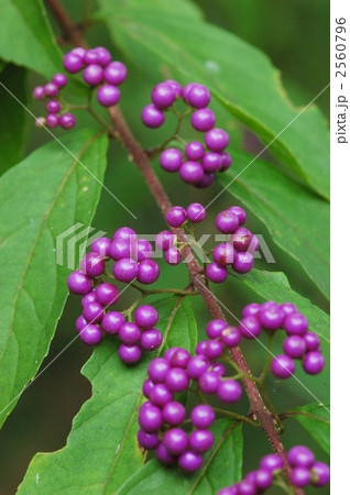 日本紫珠紫式部植物 照片素材 圖片 圖庫