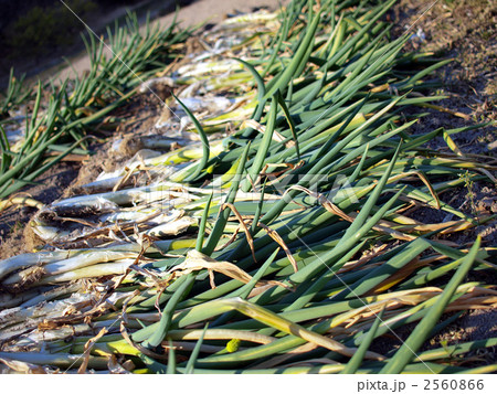 ねぎ畑 ねぎ畑 2560866
