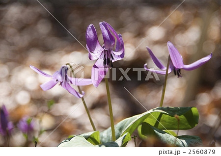 カタクリ 2560879
