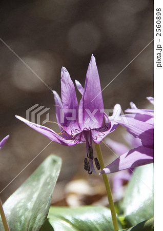 カタクリ 2560898
