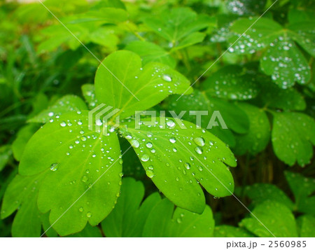 長命草 長命草 2560985