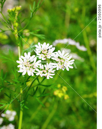 草花 2560996