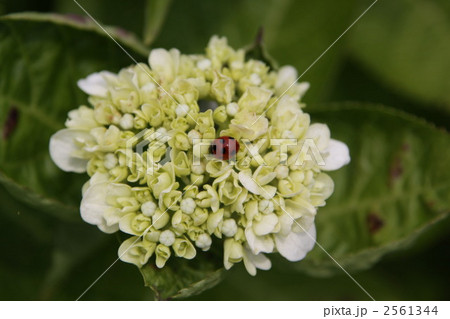 紫陽花の家 2561344