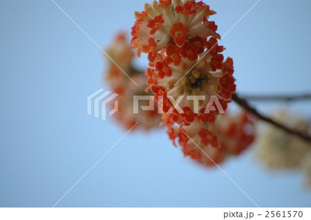 満開のミツマタの花 2561570