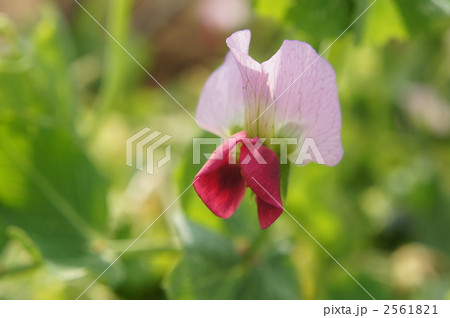 エンドウ豆の花 さやえんどうの花 赤い花の写真素材