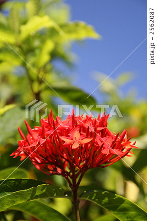 サンタンカ（山丹花） 2562087