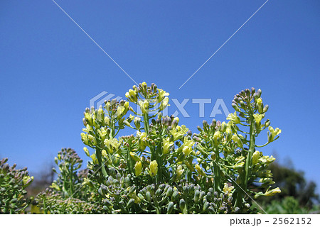青空とブロッコリーの花 2562152