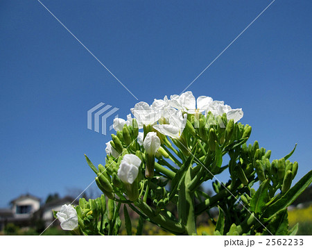 青空と大根の白い花 (横構図) 青空と大根の白い花 (横構図) 2562233