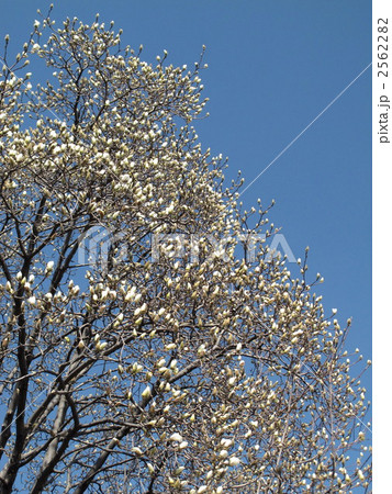 白モクレンの花 白モクレンの花 2562282