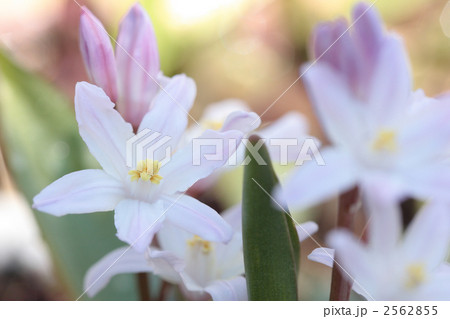 チオノドクサ・ルキリアエ-03■花・ピンクジャイアント・雪解百合 チオノドクサ・ルキリアエ-03■花・ピンクジャイアント・雪解百合 2562855