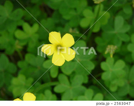 緑の葉に映える黄色いカタバミの花 2563047