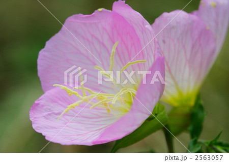 月見草 月見草 2563057