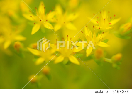 万年草の花のクローズアップ 2563078